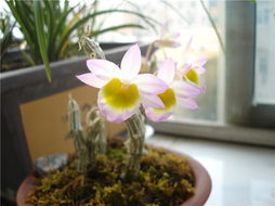 巧克力的营养成分