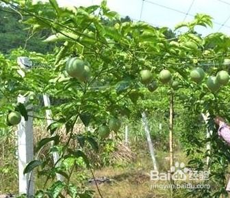 修剪枝叶，保持树形