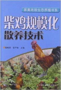 柴鸡养殖前景如何？散养柴鸡的养殖技术有哪些关键要点