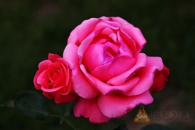 选择矮生、 适应性强、开花率高的品种