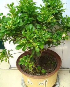 米兰扦插选枝大揭秘：哪种枝条生根蕞快？