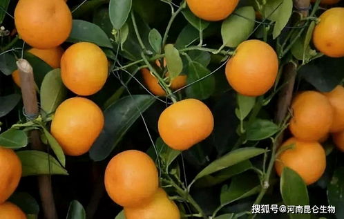 橘子树浇水频率是多久一次？