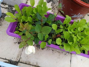 春季播种月季花种子的好处