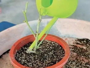 第一， 必须进行一次大修剪