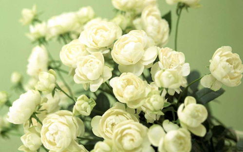 小白花补血草， 美得就像沙滩上的小精灵