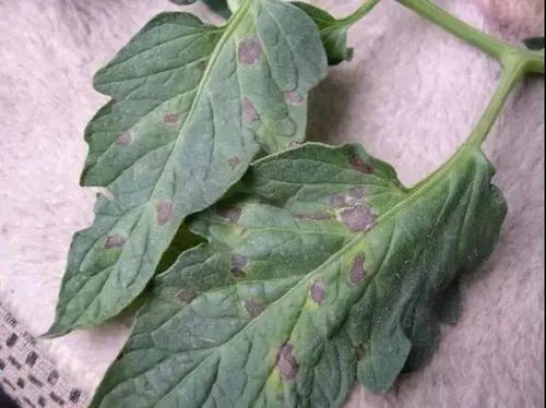 灰霉病，多菌灵来帮忙！