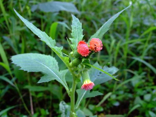 注意事项， 平安使用除草剂