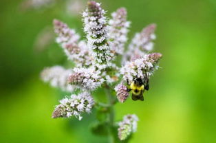 种植禁忌清单：别让这些禁忌害了你