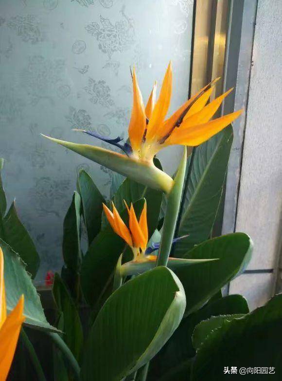 黄蝉：阳光充足， 耐寒耐旱