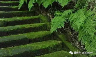 “苔痕上阶绿”，这青翠的景象