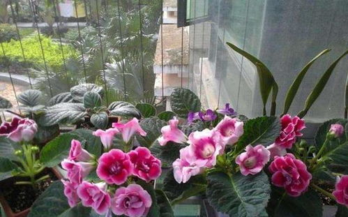 夏日花海， 七月份种花指南