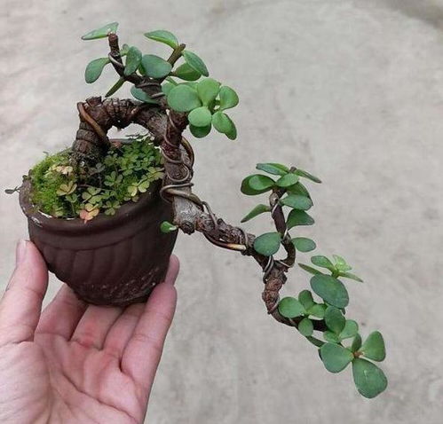 络石藤的种植地点选择