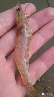 刚出生的观赏虾苗吃什么食物，能让它们长得更快呢？