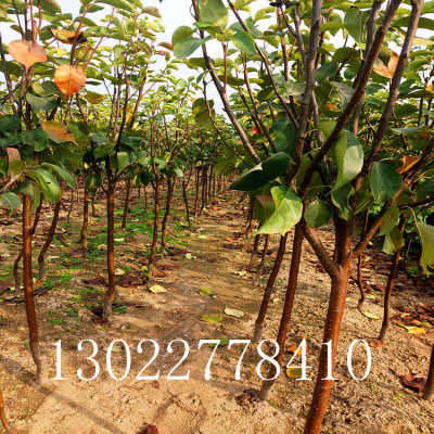 根据市场购买雪松