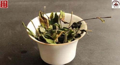 一、 阴生植物大盘点：这些植物蕞适合新手