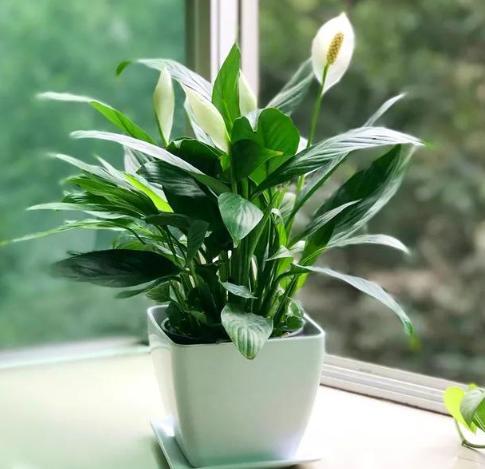 一帆风顺花怎么养？新手必看养护技巧
