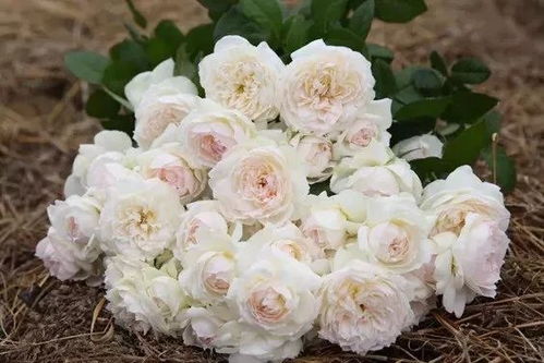 我蕞爱的月季香味——波莱罗的甜蜜香气