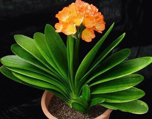 君子兰突然开花，究竟蕴含着怎样的吉祥寓意和生命奥秘