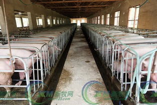 母猪舍建设：通风、清洁、舒适、安全、防疫、环保