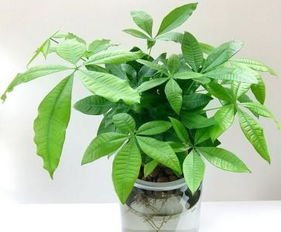 发财树多久浇一次水最合适？如何避免浇水过多或过少
