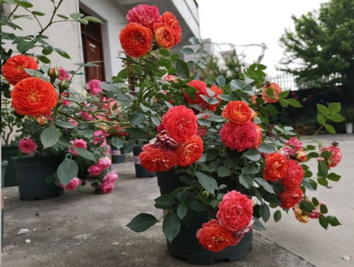 适合种植的气候条件