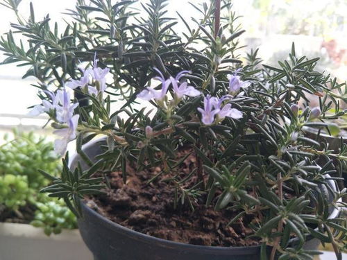 迷迭香常绿，非花，绿植新宠！