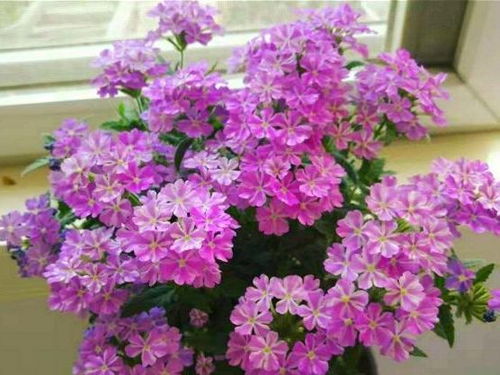 耐寒又耐湿的花卉，湖南的花园好伙伴