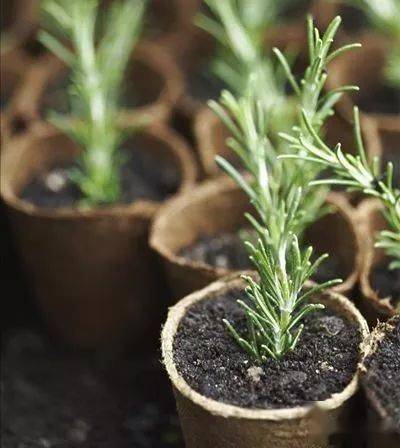 法师种植法师植物时选用什么有机肥料最为适宜