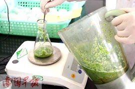 清水冲洗， 盐水浸泡，去农药有讲究
