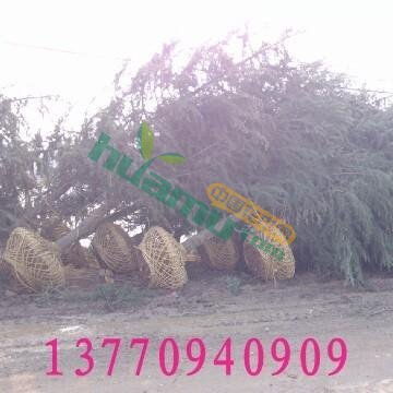 雪松的市场行情