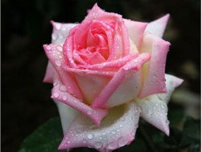 美丽与勤快并存