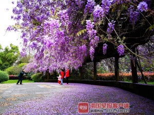 春天的浪漫：樱花与紫藤花