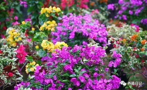 绿萝：空气净化， 健康生活