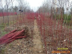 草坪、 花卉、其他苗木价格一览