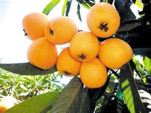 枇杷：润五脏， 滋心肺