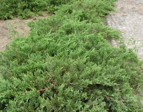 沙地柏的小秘密