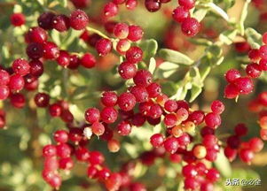 白刺：耐旱耐寒，盐碱地里也嫩长得旺