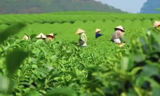 古树茶油价格揭秘：一公斤多少钱？茶油林行情速览