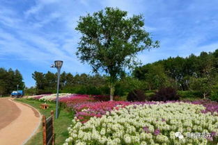 夏日花园秘籍：耐热多雨花卉种植指南