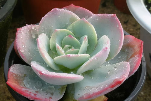 正确浇水， 避免积水烂根