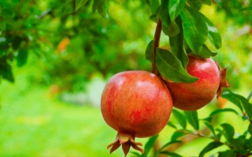 石榴：收敛固涩，红宝石般的功效