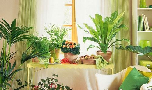 植物：净化空气的小嫩手？