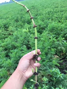 天麻喜阴湿、凉爽气候，种植需选择适宜的土壤和季节