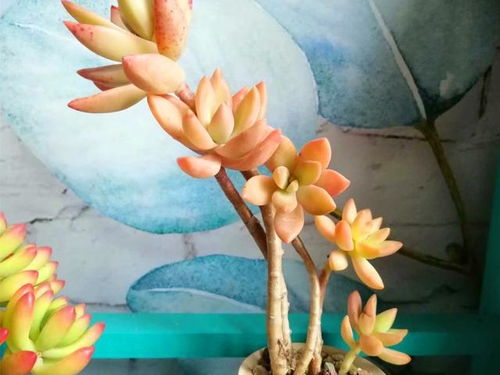 银柳花装饰品：色彩与造型的完美结合