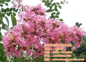 剪枝， 剪出生命的节奏