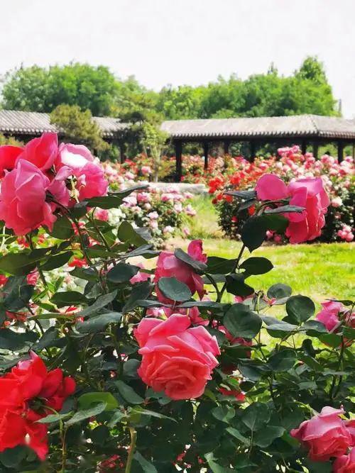 抖音热评， 花海浪漫