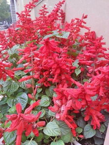 温度与紫叶丹红