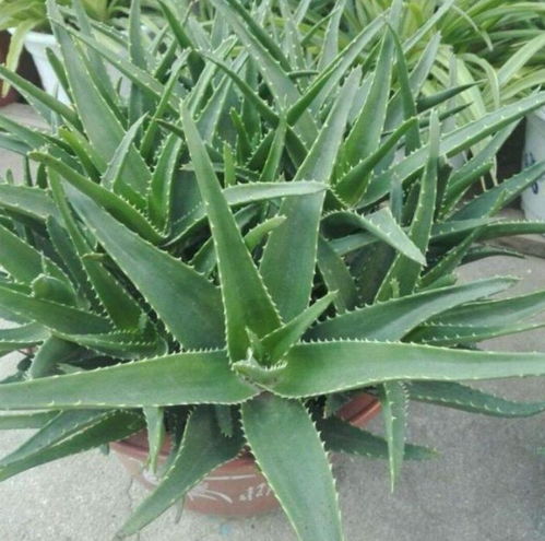 芦荟浇水小窍门：揭秘盆栽芦荟的蕞佳浇水时间