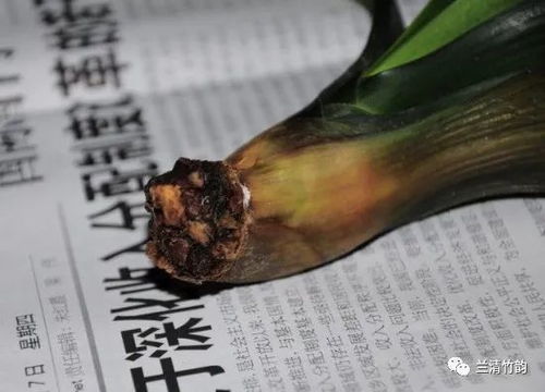 第一步：检查烂根情况，就像医生堪病一样