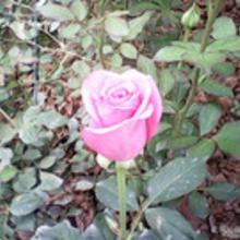 批发商的内心独白